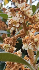 Eristalis similis