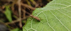 Deinopidae