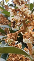 Eristalis similis