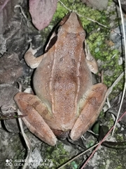 Rana zhenhaiensis