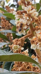 Eristalis similis
