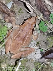 Rana zhenhaiensis