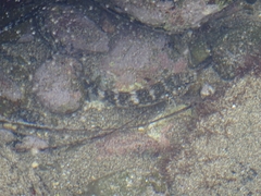 Mauligobius maderensis