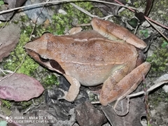 Rana zhenhaiensis