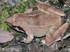Rana zhenhaiensis