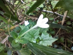 Rhinacanthus gracilis