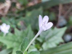 Rhinacanthus gracilis