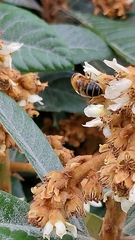 Eristalis similis