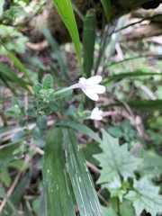 Rhinacanthus gracilis
