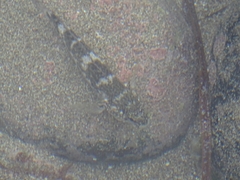 Mauligobius maderensis