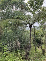 Cyatheaceae
