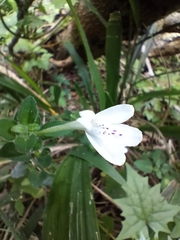 Rhinacanthus gracilis