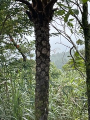 Cyatheaceae