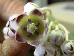 Calotropis procera