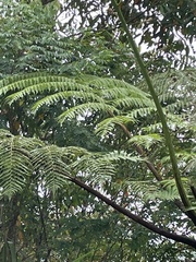 Cyatheaceae