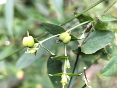 Euphorbia kraussiana