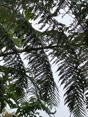 Cyatheaceae