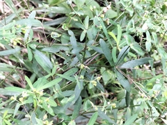 Euphorbia kraussiana