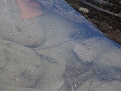 Mauligobius maderensis