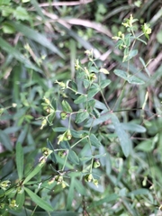 Euphorbia kraussiana