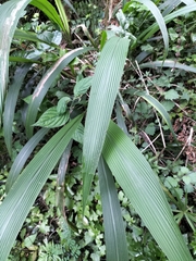 Setaria megaphylla