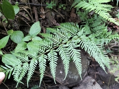 Pteridoideae