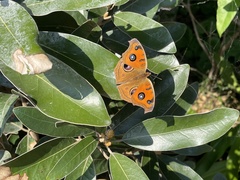 Junonia almana almana