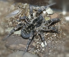 Lycosa singoriensis