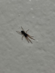 Trachelidae