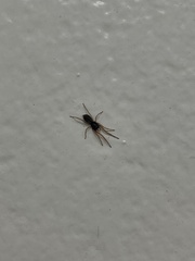 Trachelidae