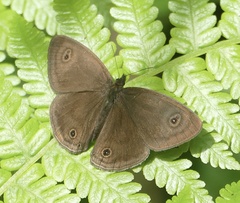 Ypthima nynias