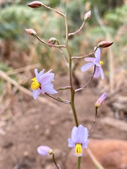Cyanella hyacinthoides