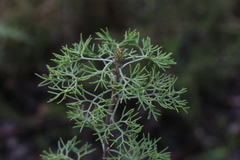 Petrophile canescens
