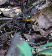 Chironius multiventris