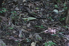 Chironius multiventris