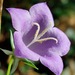 Peach-leaved Bellflower - Photo (c) purperlibel, some rights reserved (CC BY-SA), uploaded by purperlibel