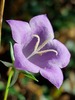 Peach-leaved Bellflower - Photo (c) purperlibel, some rights reserved (CC BY-SA), uploaded by purperlibel