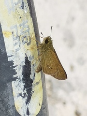 Parnara guttata batta