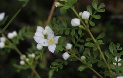 Boronia microphylla