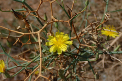 Launaea arborescens