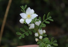 Boronia microphylla