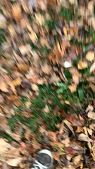 Equisetum scirpoides