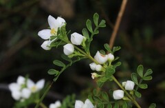Boronia microphylla