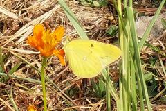 Colias poliographus
