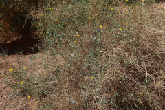 Launaea arborescens
