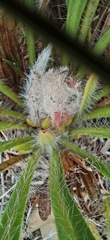 Protea scabra