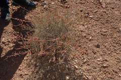 Salsola oppositifolia