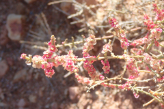 Salsola oppositifolia