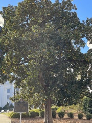 Magnolia grandiflora