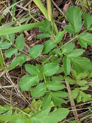 Angelica atropurpurea